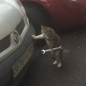 Cat